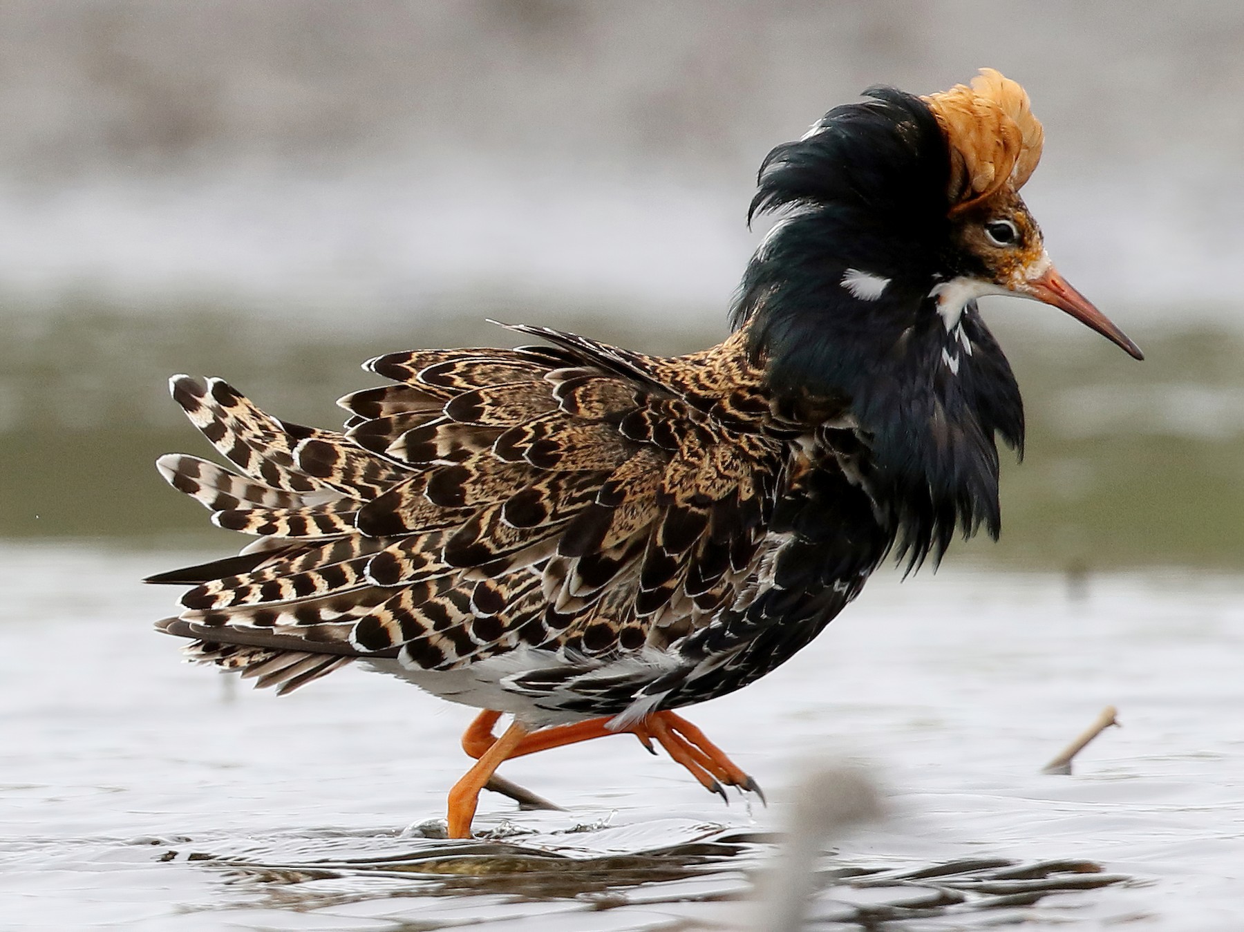 Ruff - eBird