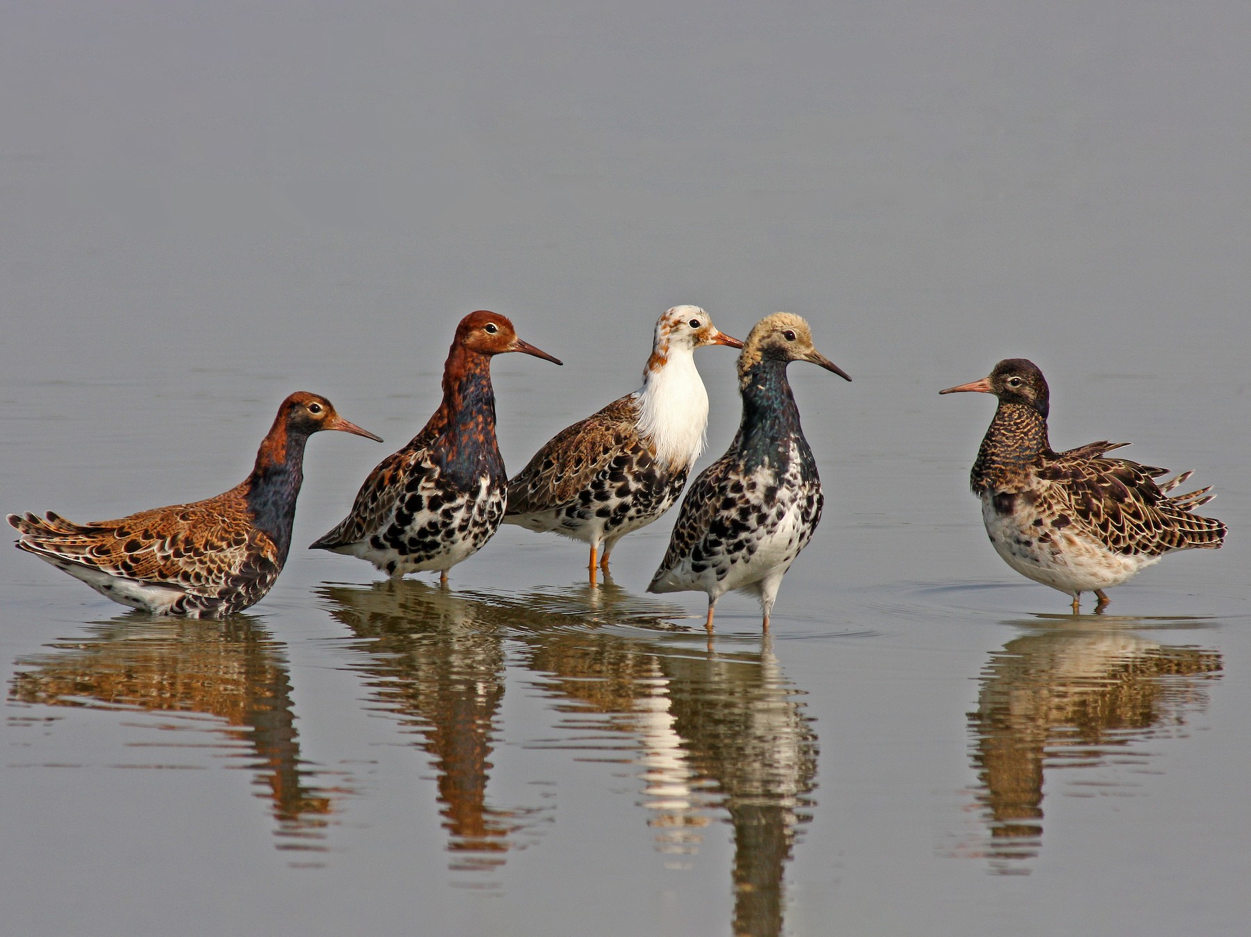 Ruff Ebird