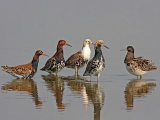 นกเพศผู้ชุดขนฤดูผสมพันธุ์ - Frans Vandewalle - ML301258621