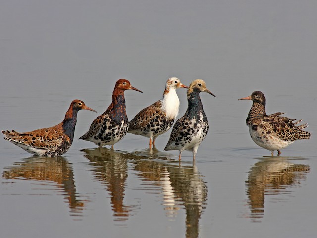 Photos - Ruff - Calidris pugnax - Birds of the World