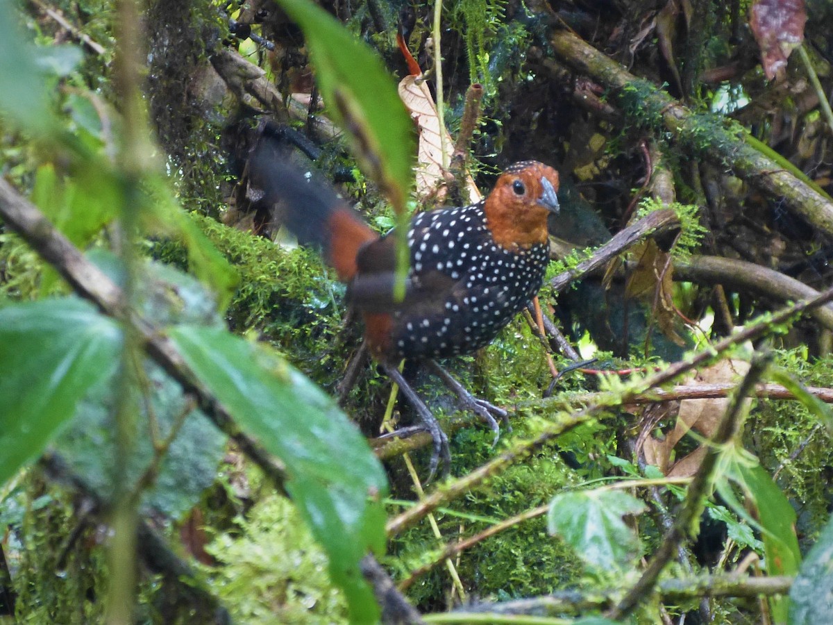 Ocellated Tapaculo - ML301259891