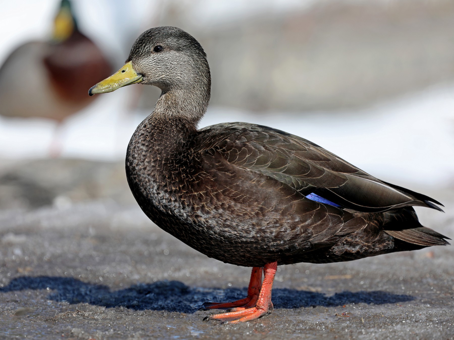 American Black Duck - Daniel Jauvin