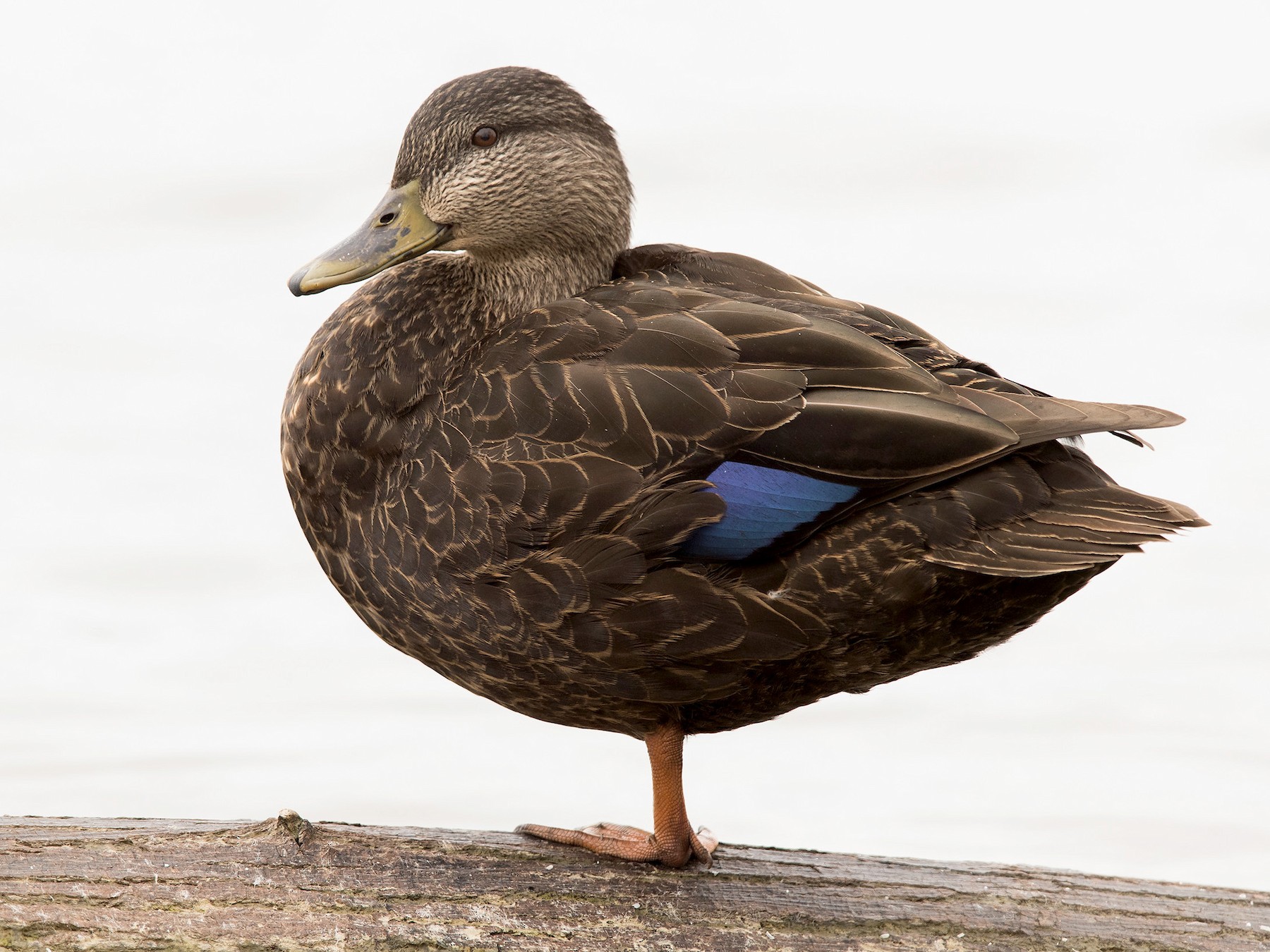 American Black Duck - Mike Cameron