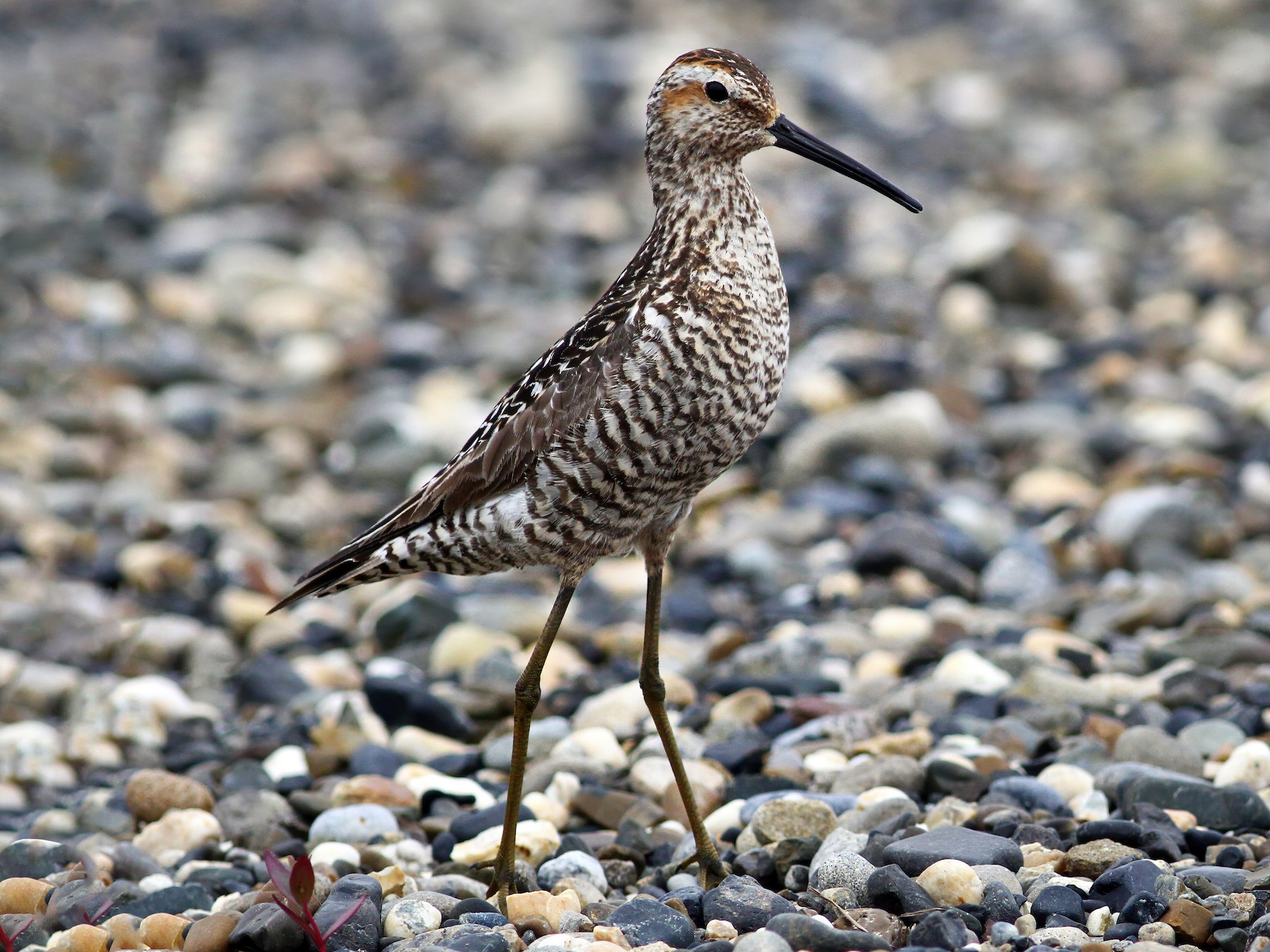 stilt sandpiper winter