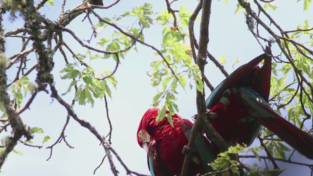 Red-and-green Macaw - ML301262931