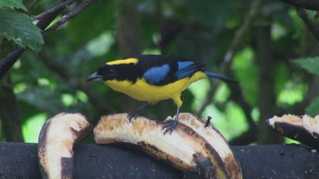 Blue-winged Mountain Tanager - ML301264771