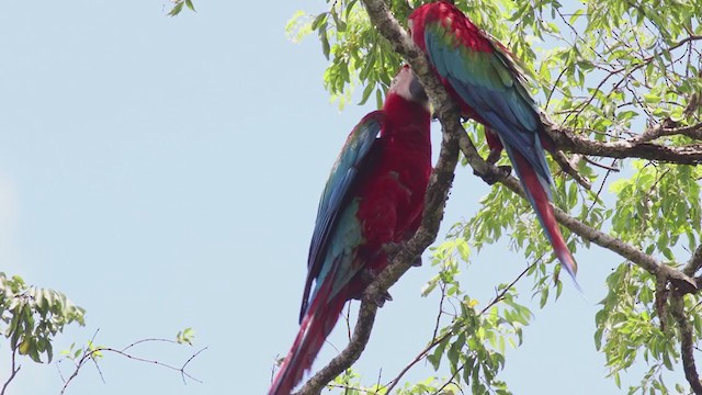 Red-and-green Macaw - ML301265681