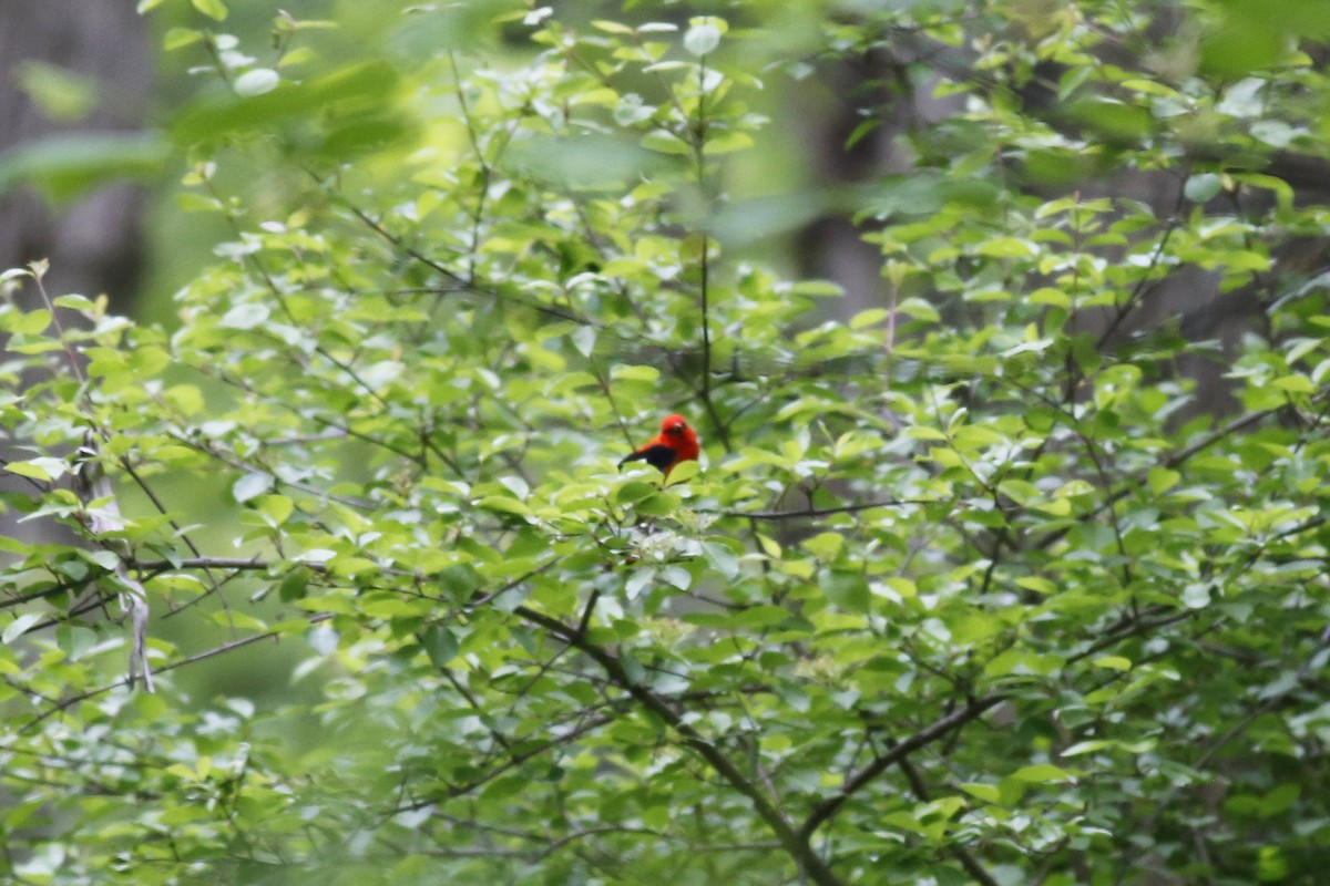 Scarlet Tanager - ML30126581