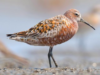Curlew Sandpiper - eBird