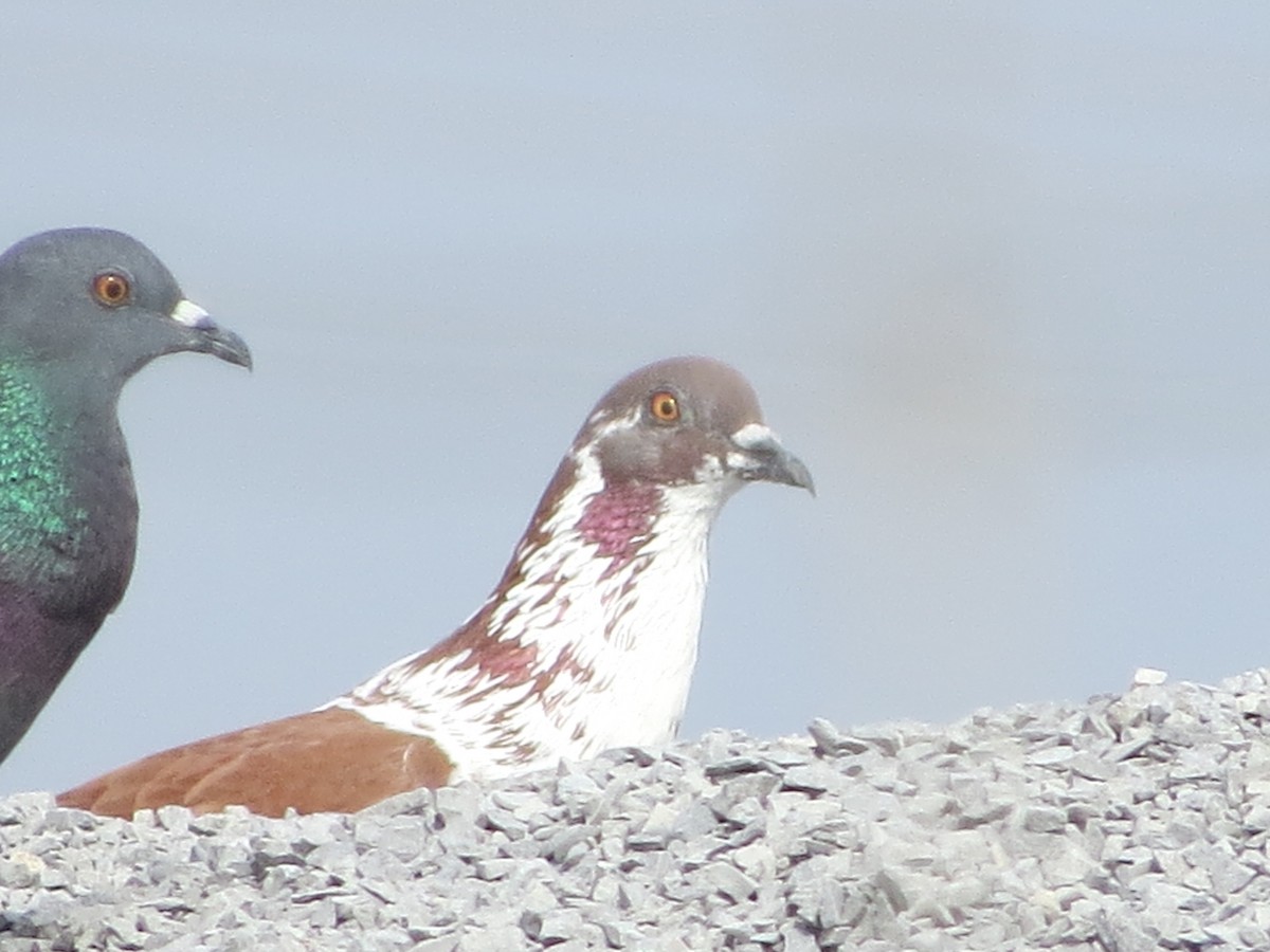 Rock Pigeon (Feral Pigeon) - ML301266801
