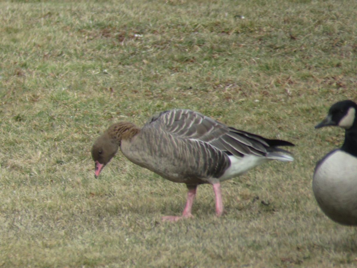 Pink-footed Goose - ML301272161