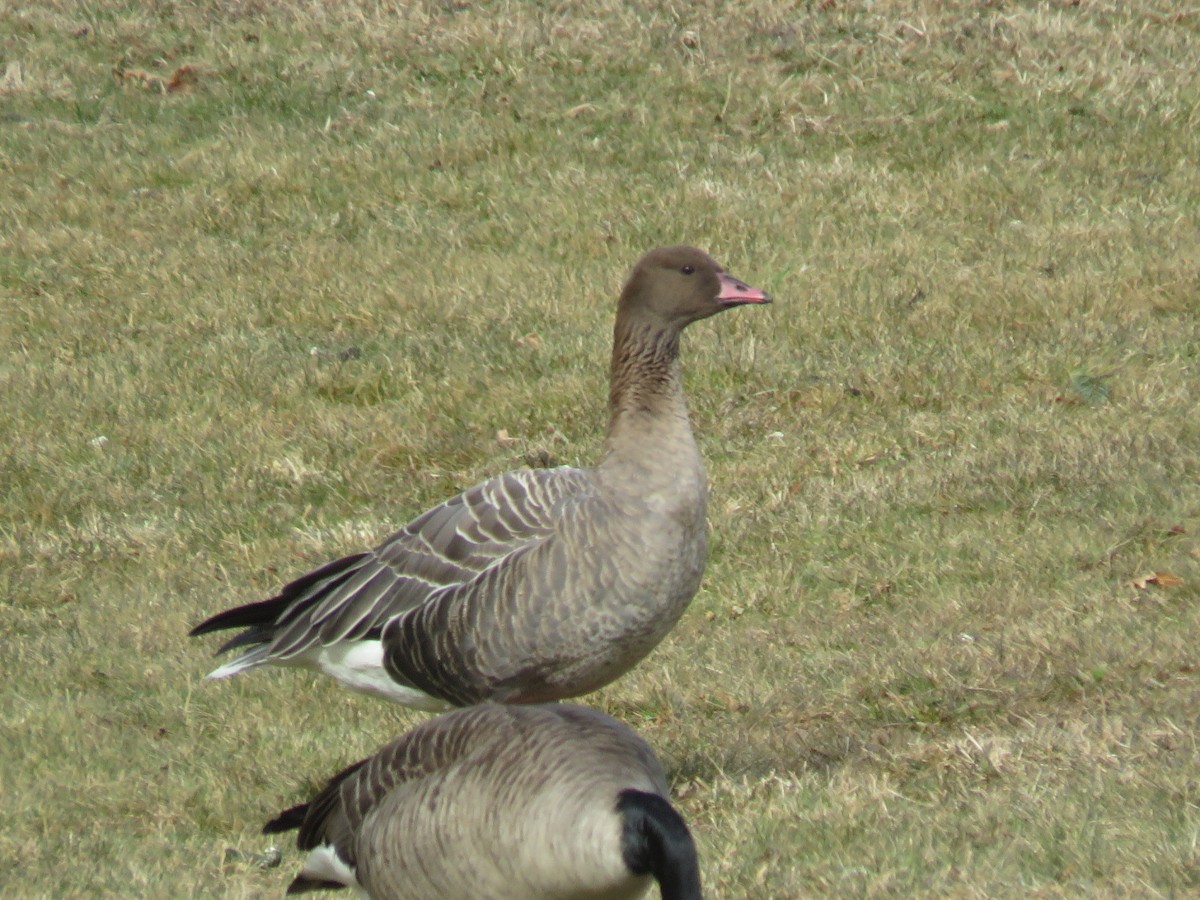 Pink-footed Goose - ML301272171
