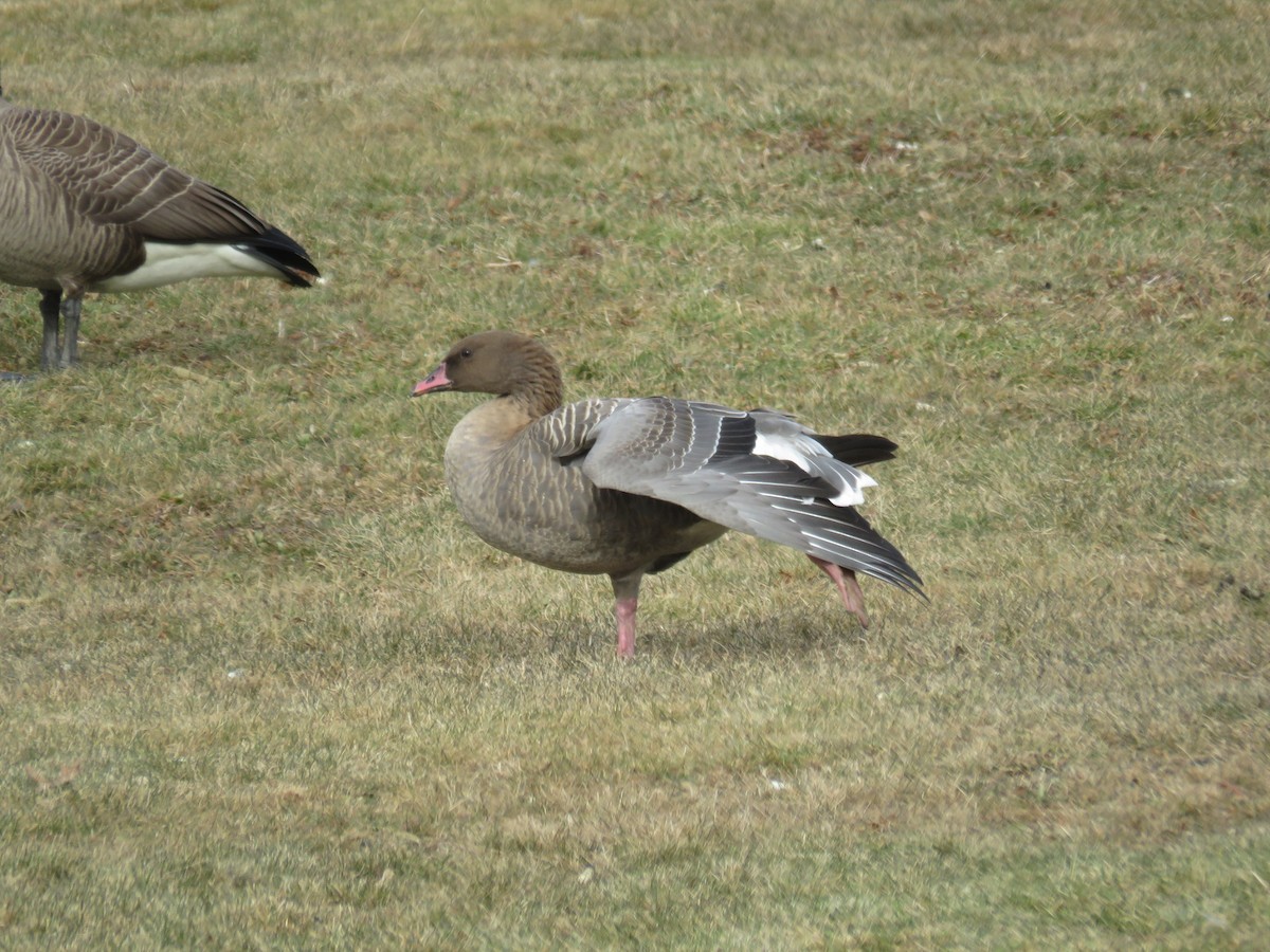 Pink-footed Goose - ML301272181