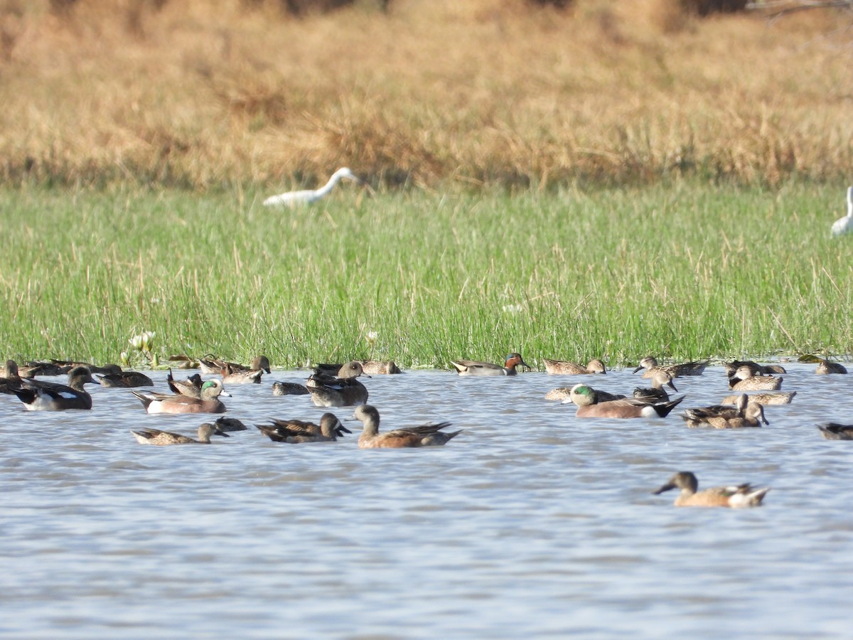 Green-winged Teal - ML301273931