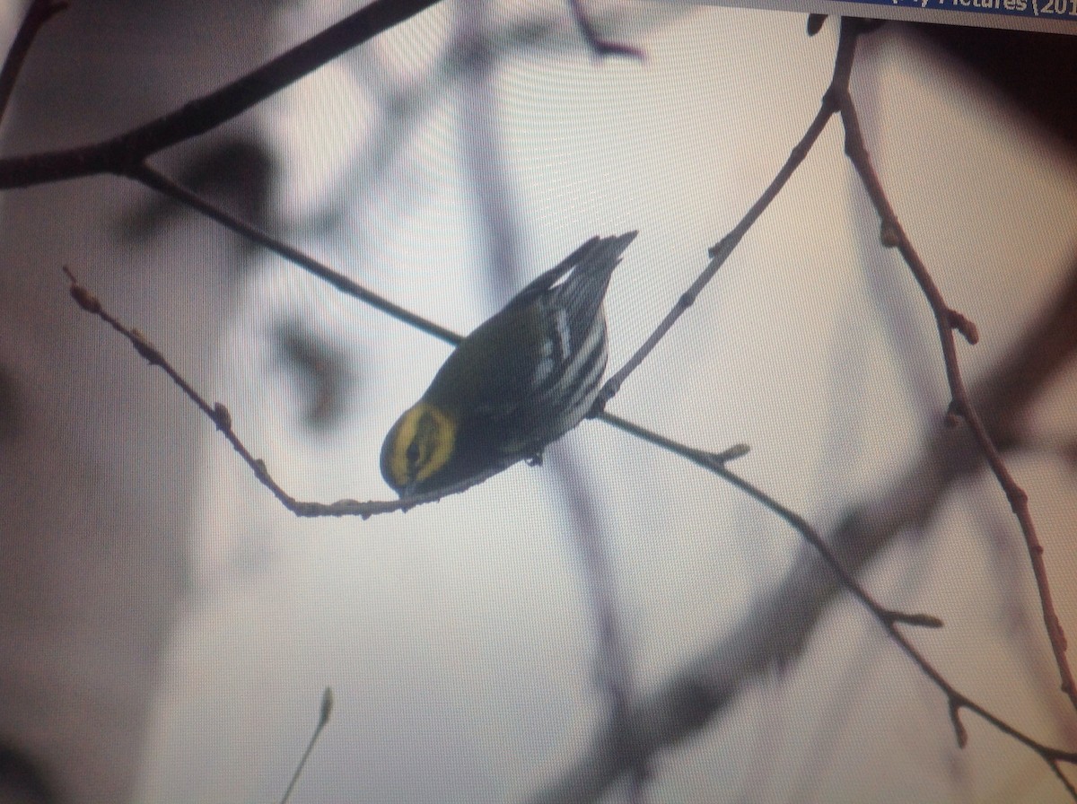 Black-throated Green Warbler - ML30127541