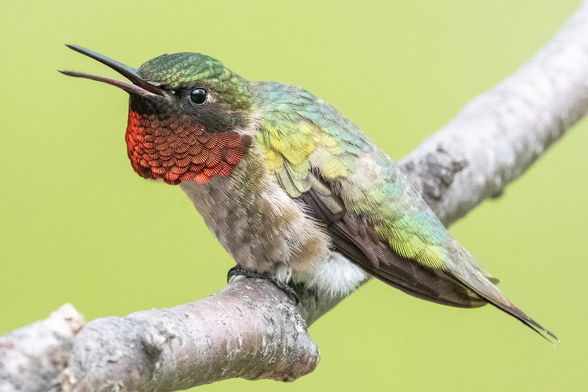 Ruby-throated Hummingbird - ML301277181