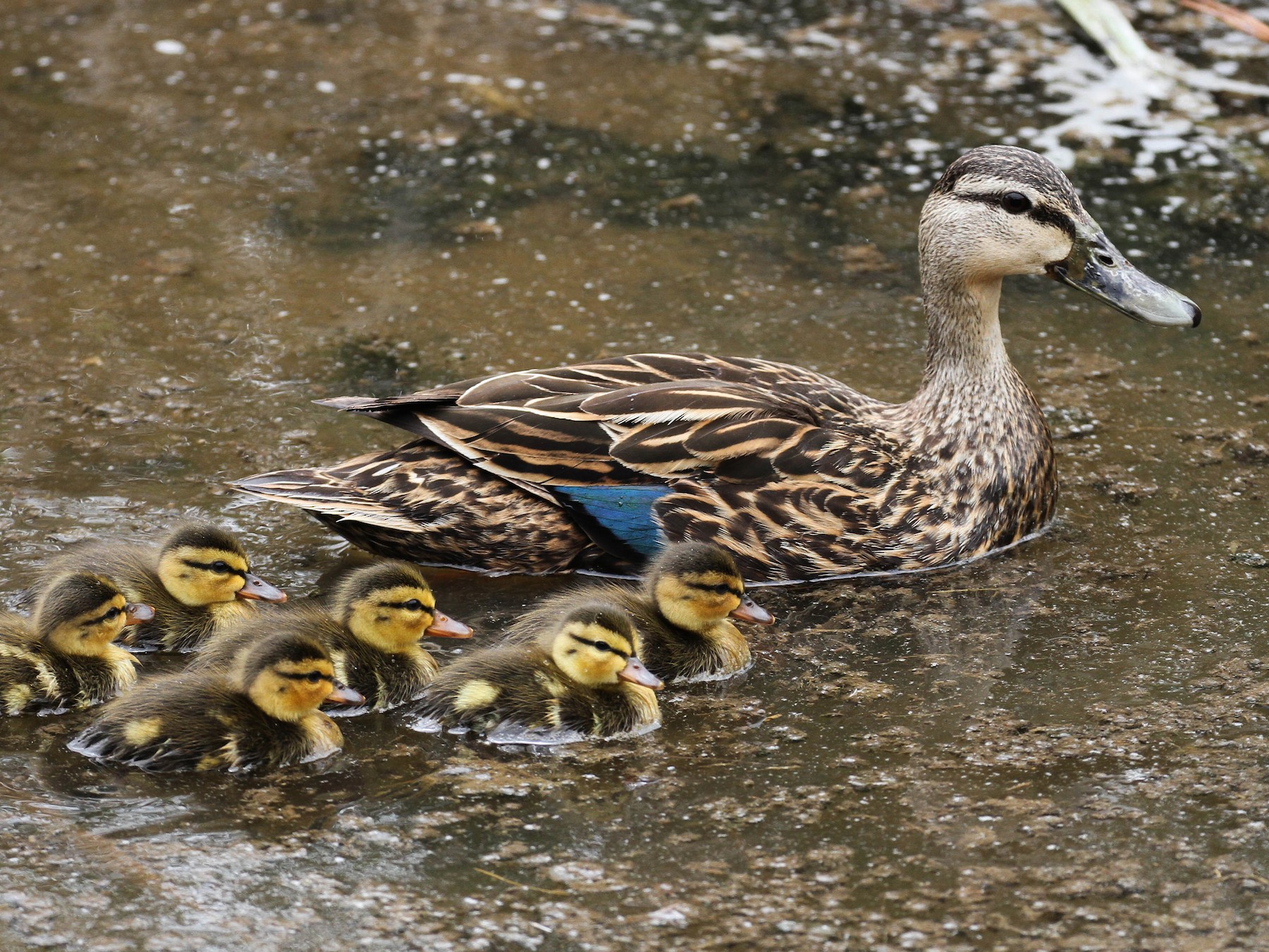 Mottled Duck Vs Black Duck