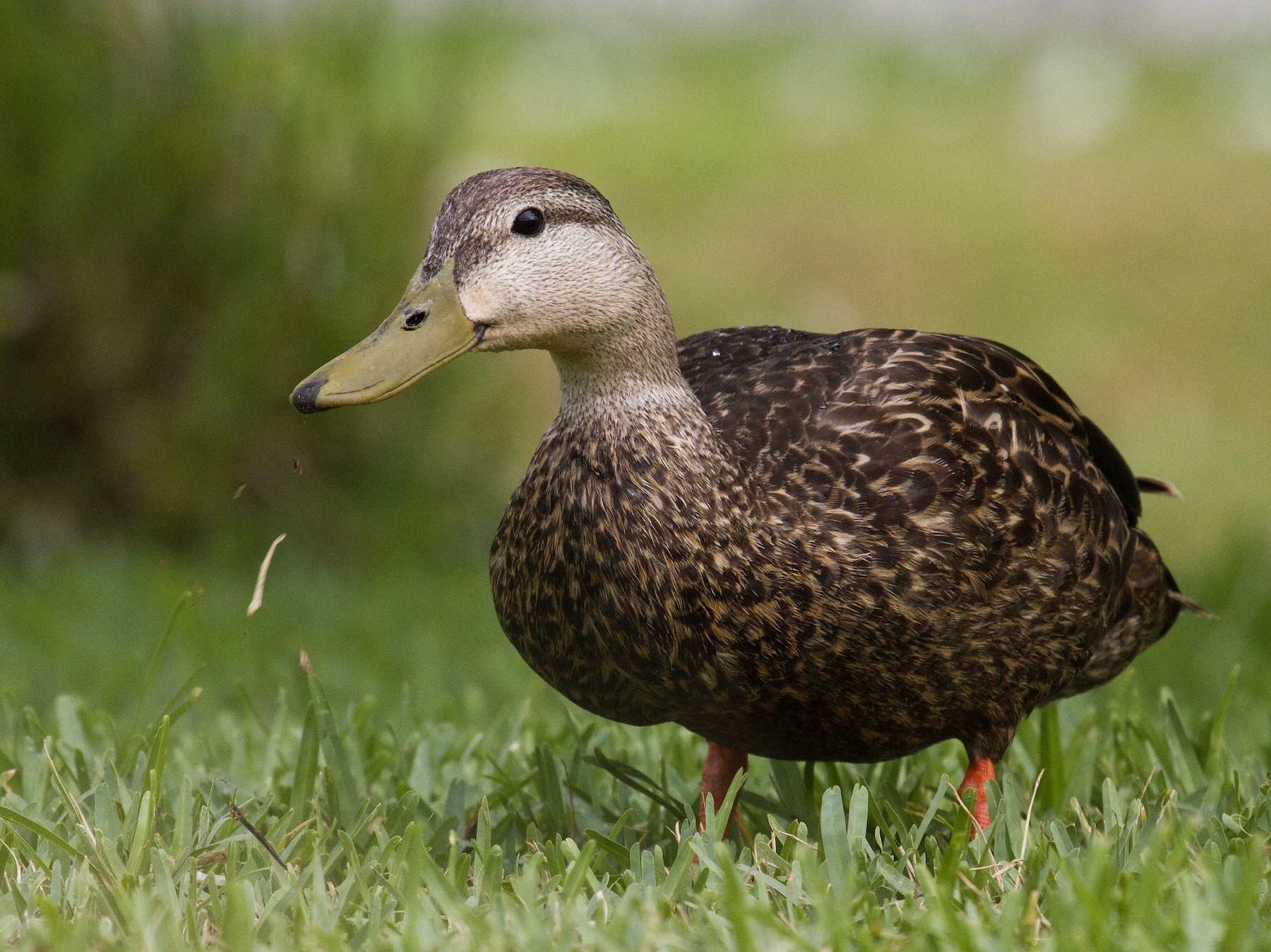 Mottled Duck - Liam Wolff