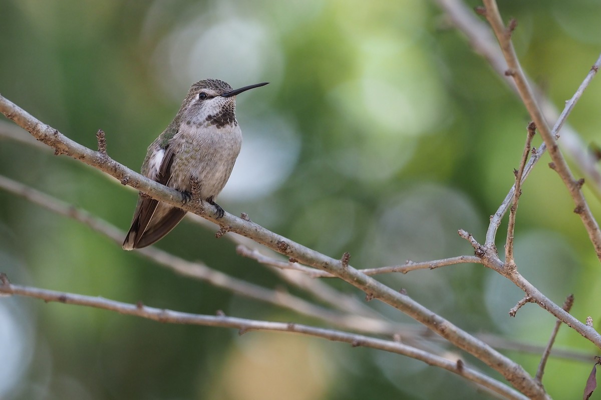 Anna's Hummingbird - dean anderson