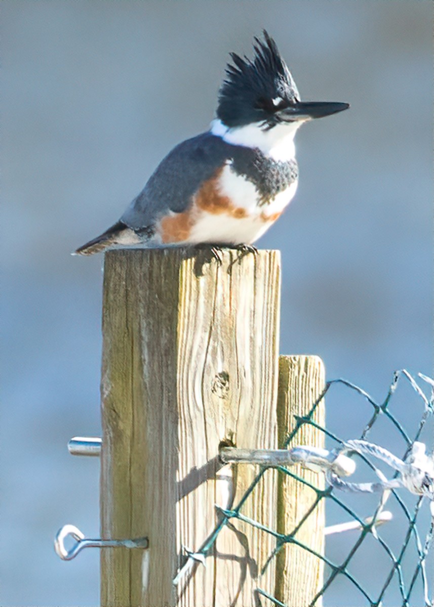 Belted Kingfisher - ML301282721