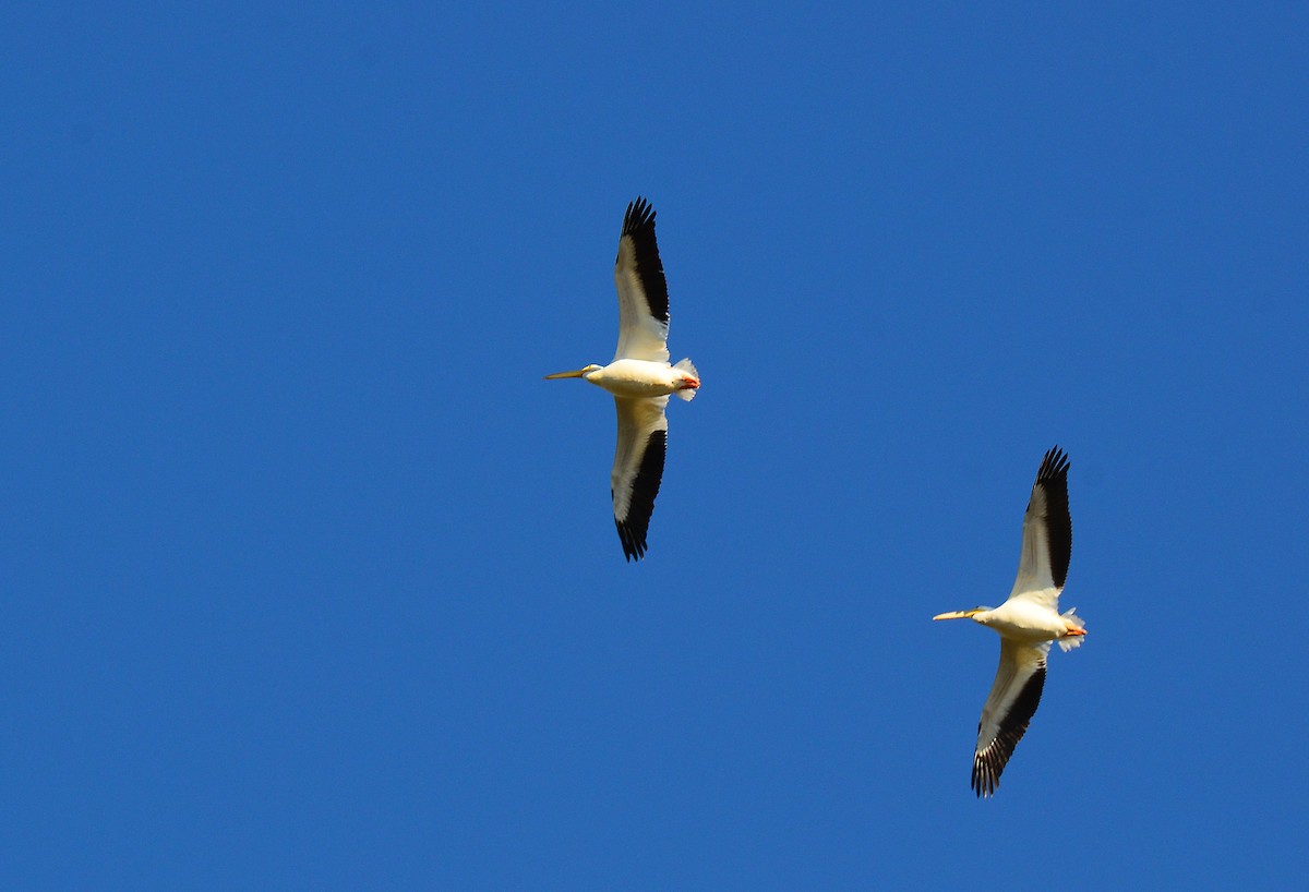 pelikán severoamerický - ML301284881