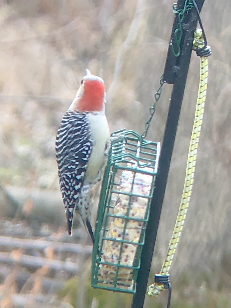 Red-bellied Woodpecker - ML301285901