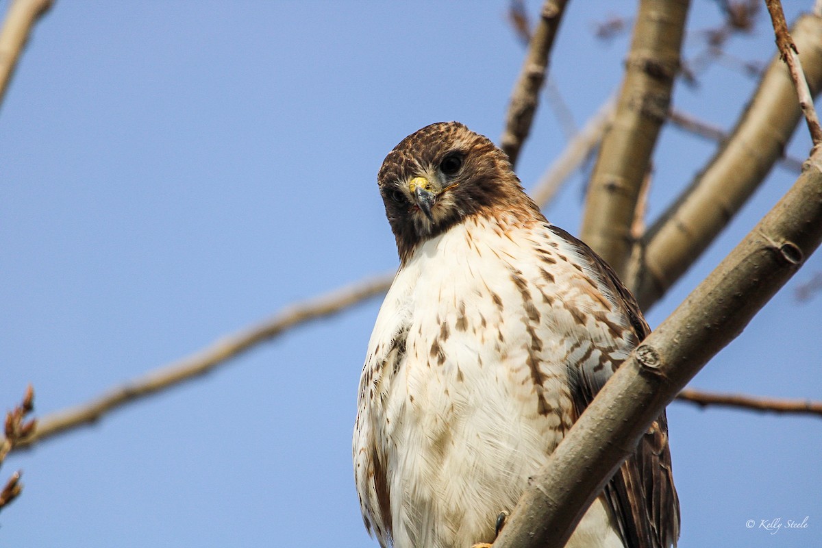 Red-tailed Hawk - ML301292221