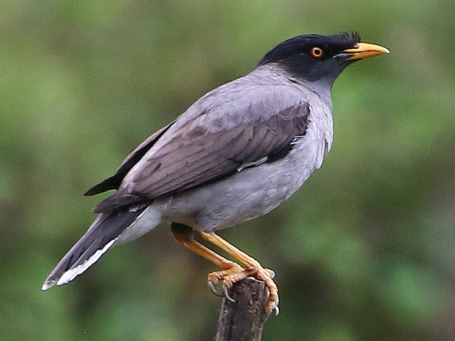 Pale-bellied Myna - eBird