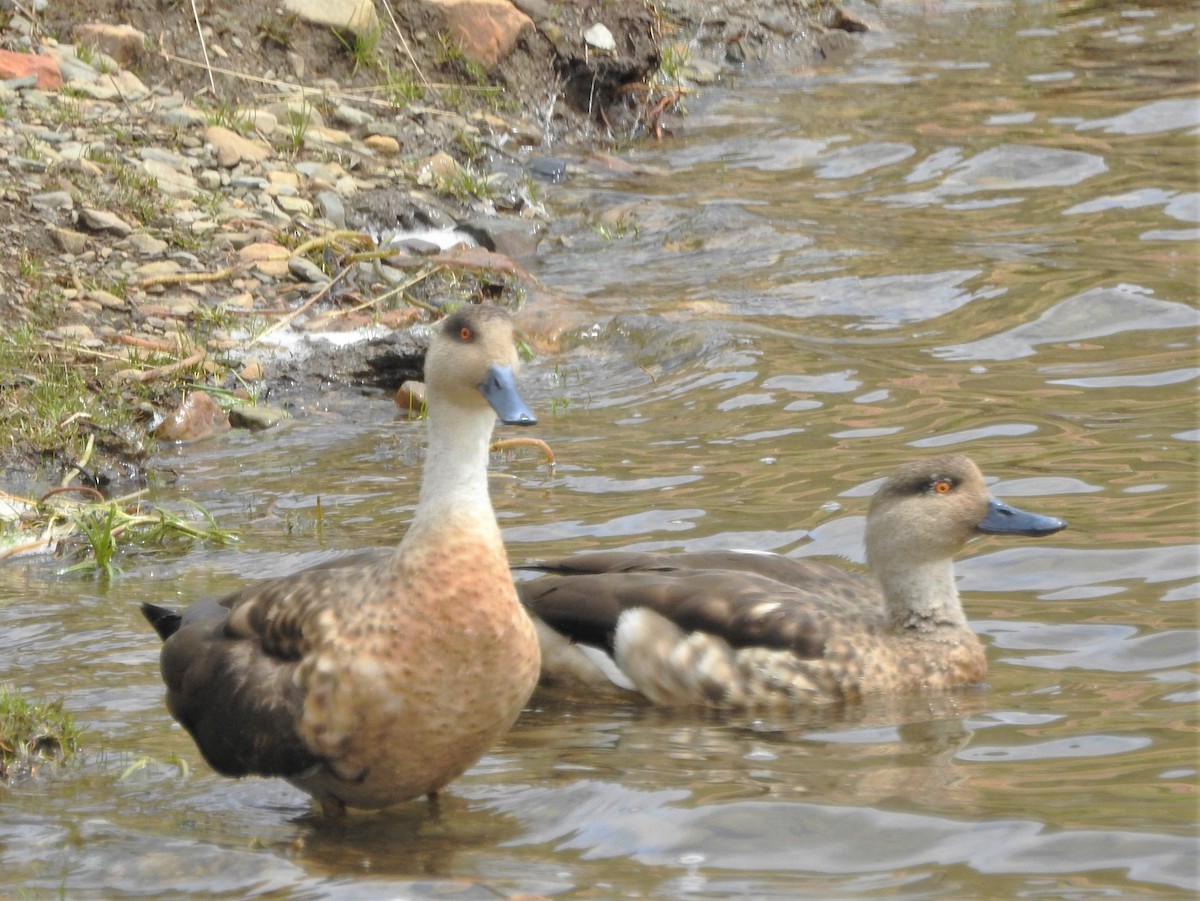 Crested Duck - ML301300341