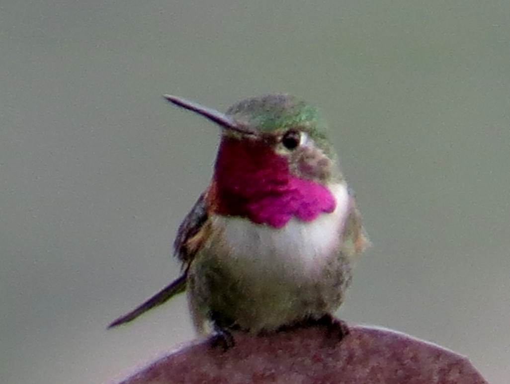 Broad-tailed Hummingbird - ML30130111