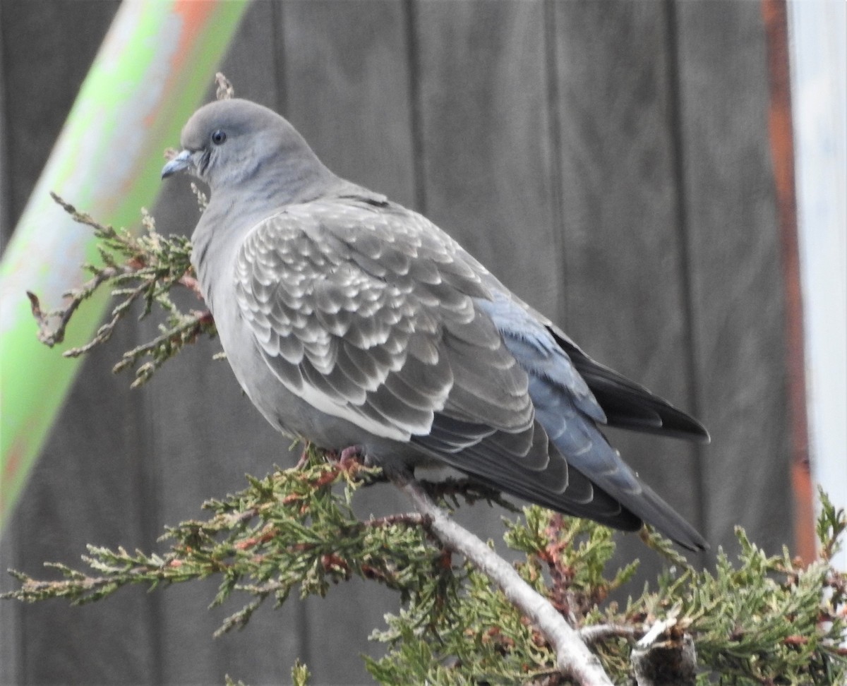 Spot-winged Pigeon - ML301301681