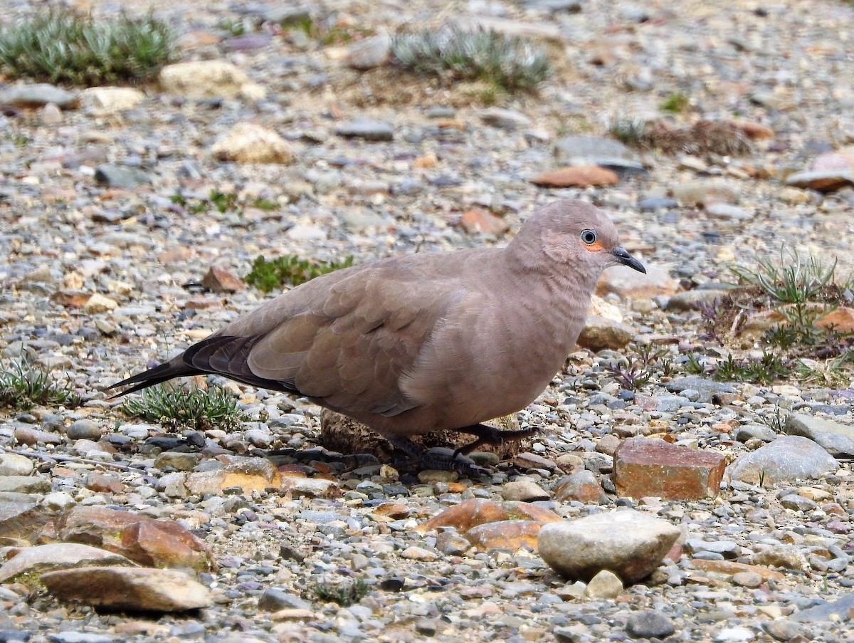 Black-winged Ground Dove - ML301302131