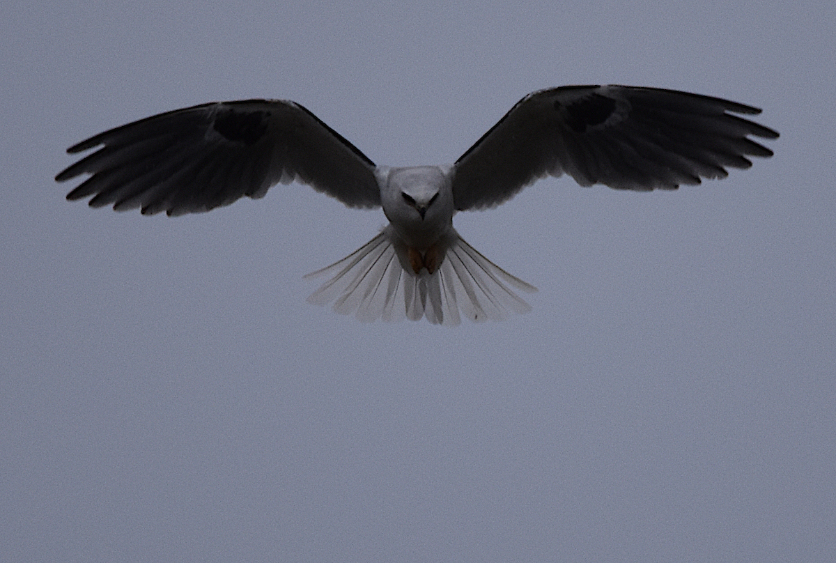 White-tailed Kite - ML301305901