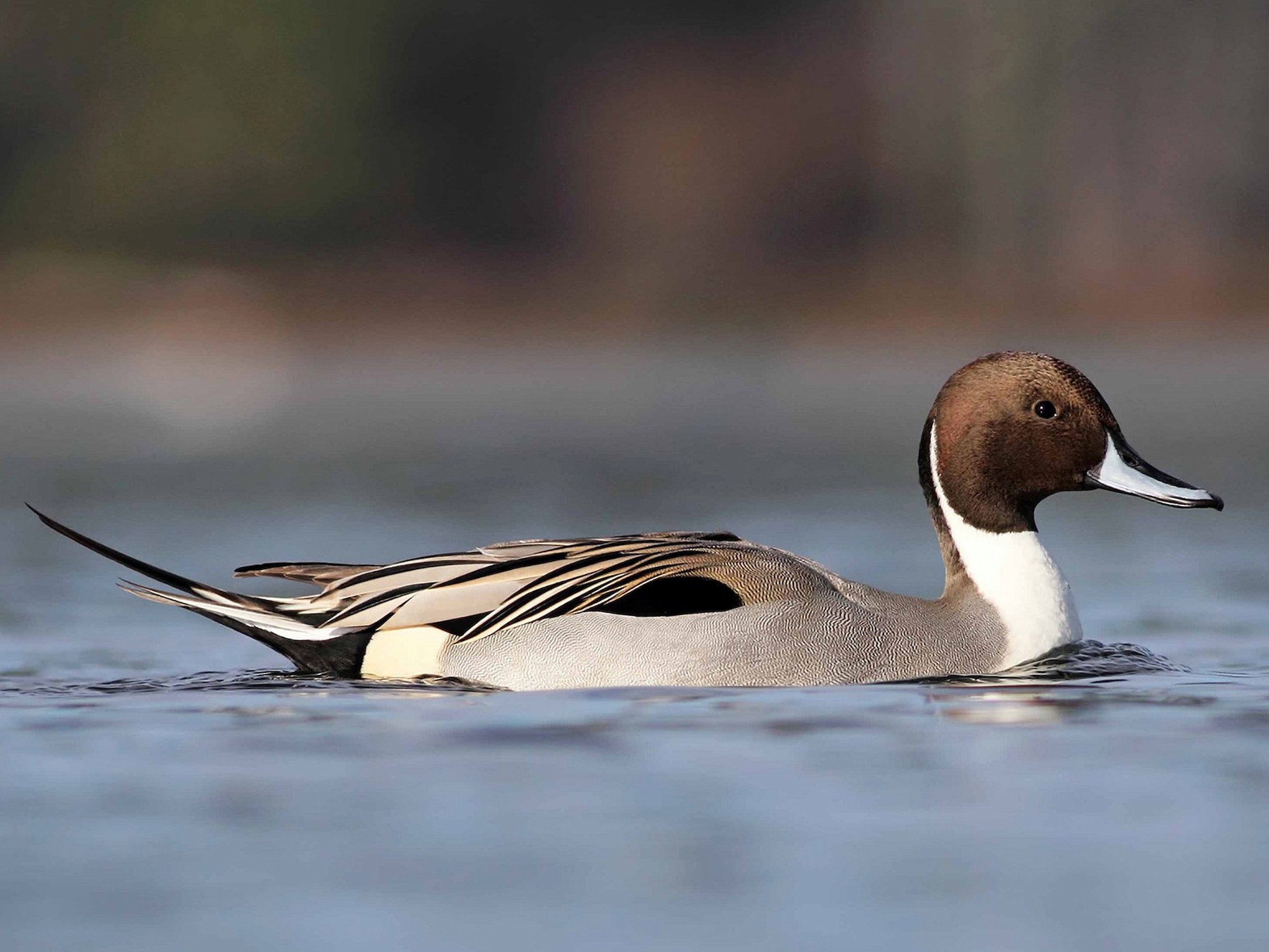 Northern Pintail - eBird