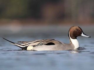  - Northern Pintail