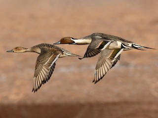  - Northern Pintail