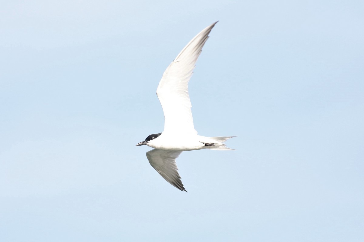 Gull-billed Tern - Peter Flood