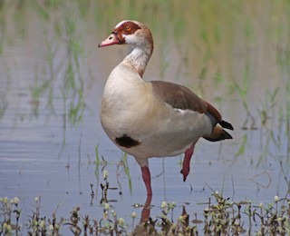 Egyptian Goose, ML301314631