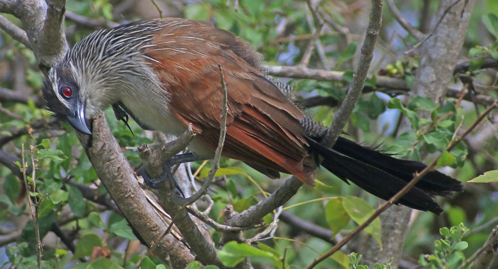 White-browed Coucal - ML301315071