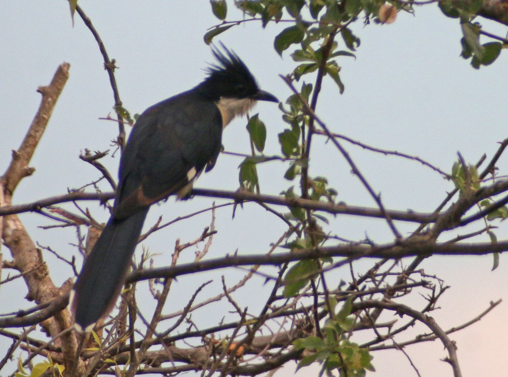 Levaillant's Cuckoo - ML301315161