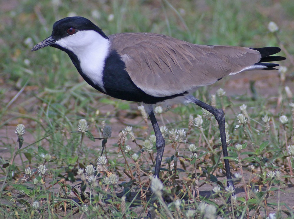 Spur-winged Lapwing - ML301315261