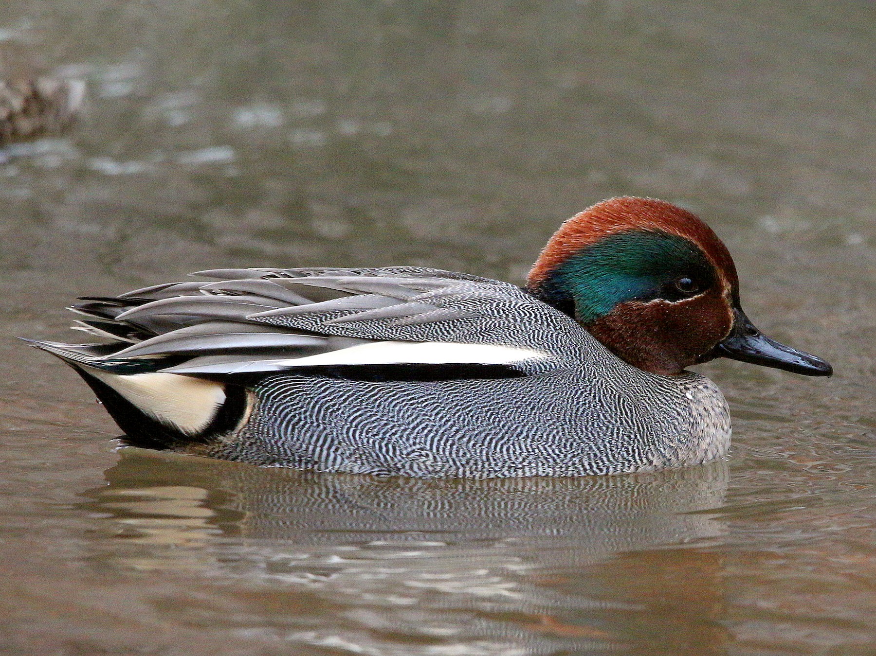 Green-winged Teal - Charles Fitzpatrick