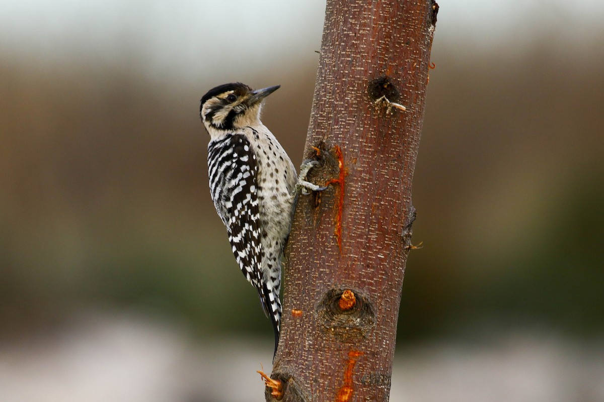 Ladder-backed Woodpecker - Julie Ibarra