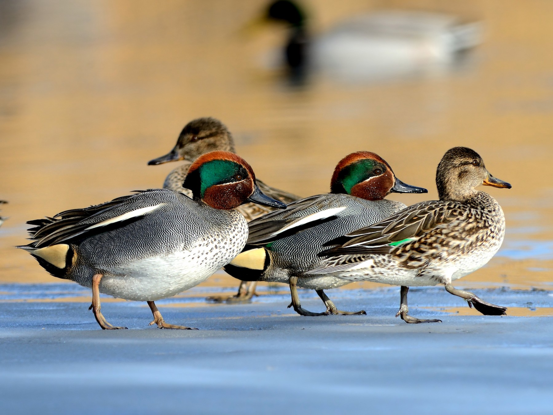 Greenwinged Teal eBird
