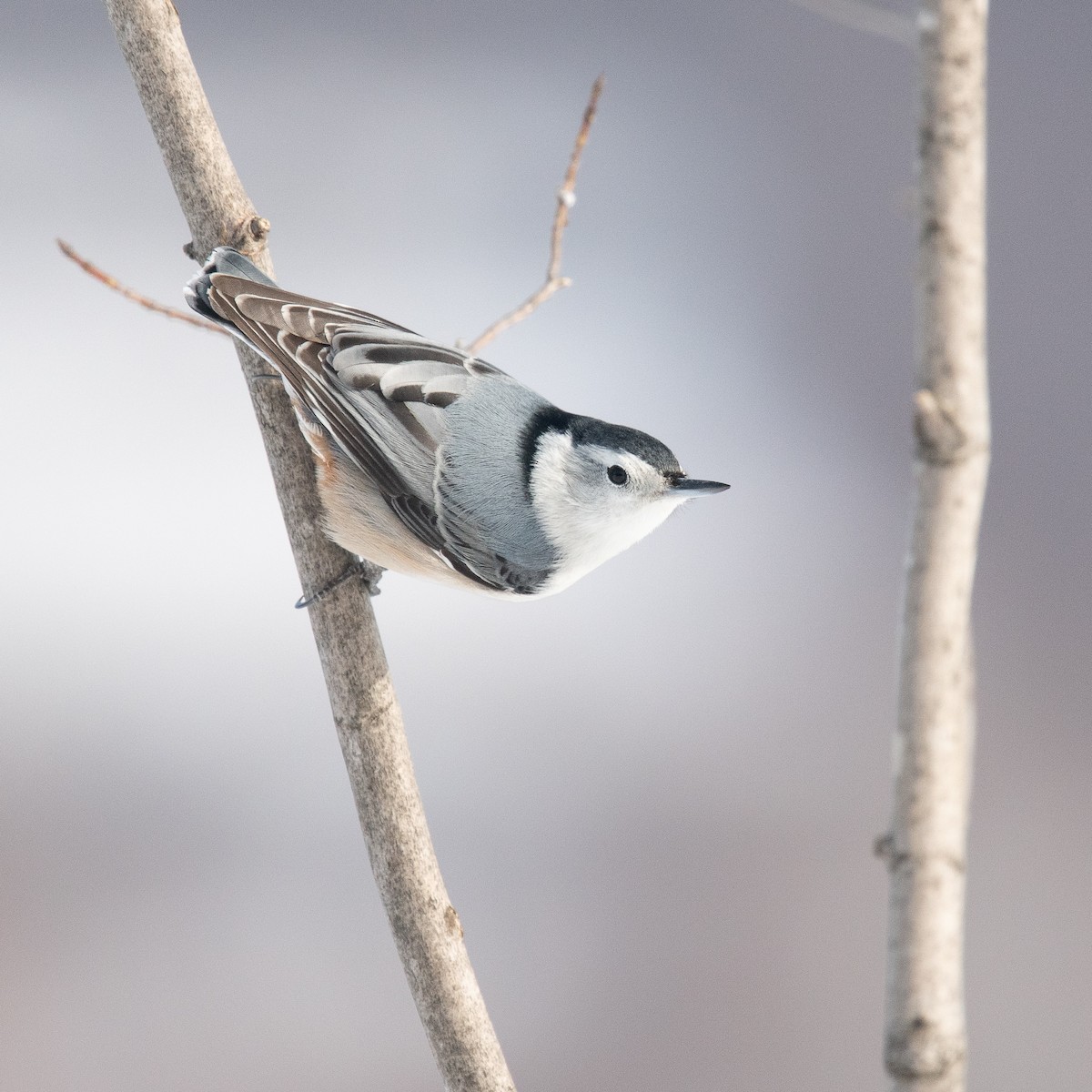 White-breasted Nuthatch - ML301317851
