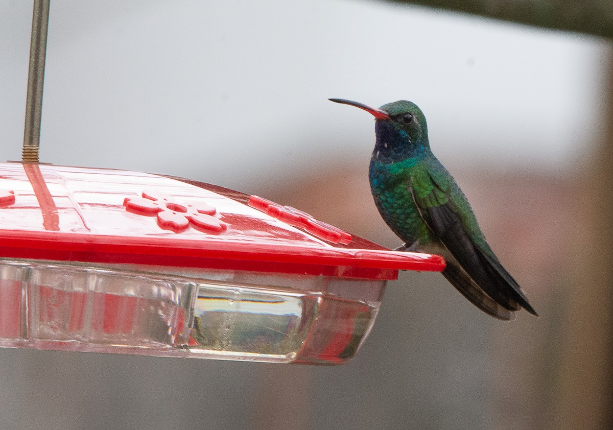 Broad-billed Hummingbird - David Whipple