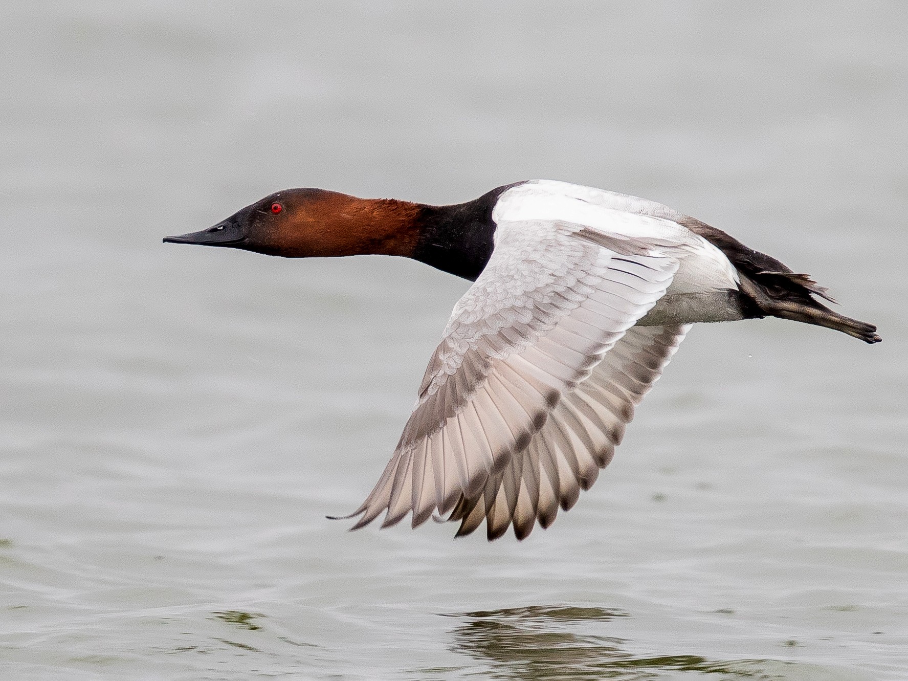 Canvasback - Caroline Lambert