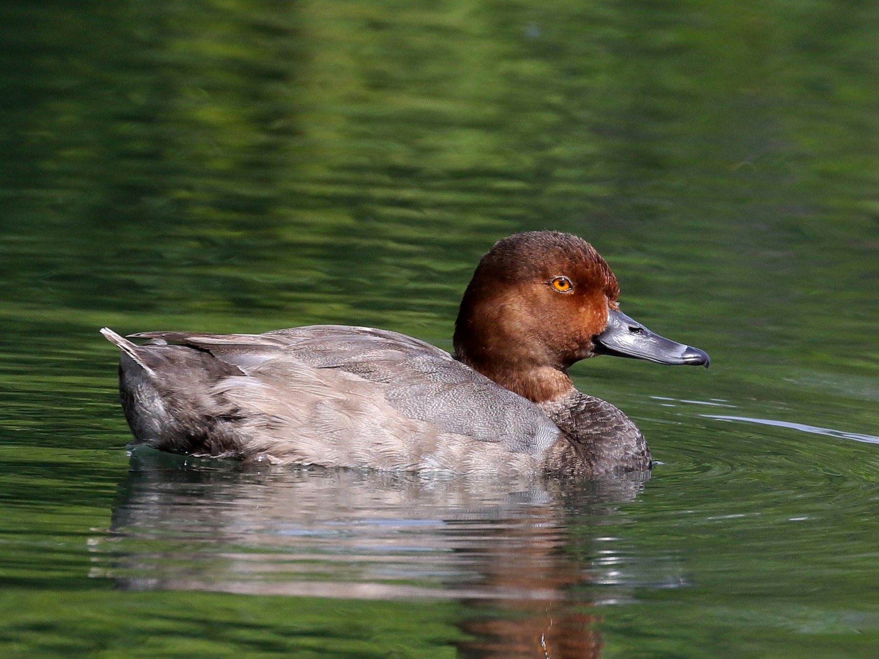 Redhead - Jay McGowan