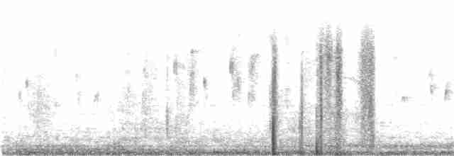 Weißscheitel-Kleintyrann (Weißbauch-Kleintyrann) - ML301326411