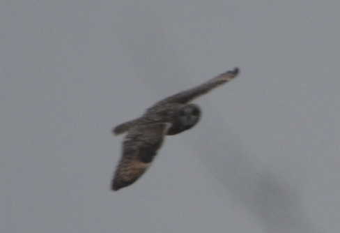 Short-eared Owl - ML301326581